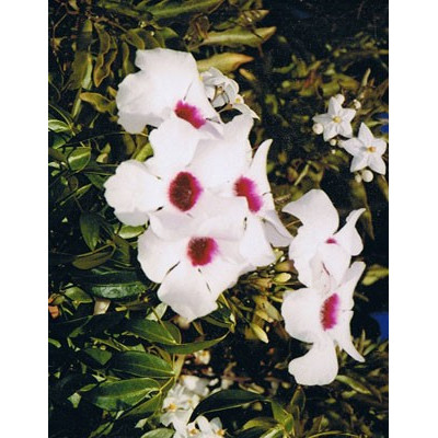 PANDOREA jasminoides 10 semen