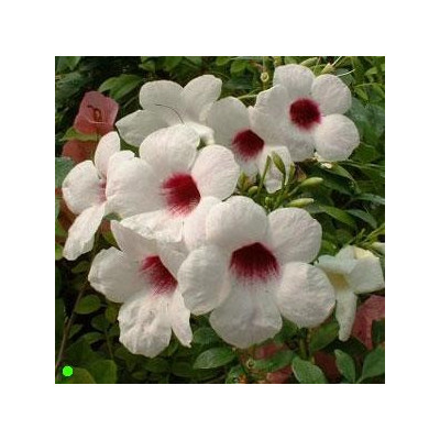 PANDOREA jasminoides 10 semen