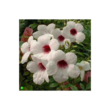PANDOREA jasminoides 10 semen
