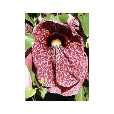 ARISTOLOCHIA  gigantea 4 semena 