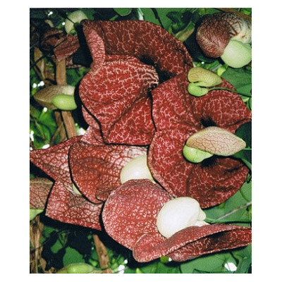 ARISTOLOCHIA  gigantea 4 semena 