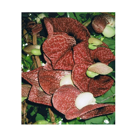 ARISTOLOCHIA  gigantea 4 semena 