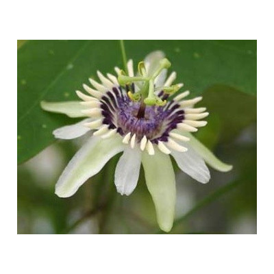 PASSIFLORA  colinvauxii 4 semena 