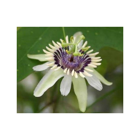 PASSIFLORA  colinvauxii 4 semena 