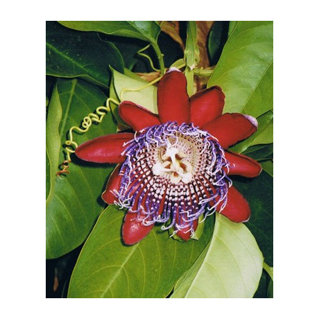 PASSIFLORA alata "Granadilla" 5 semen