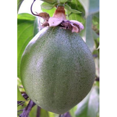 PASSIFLORA alata "Granadilla" 5 semen