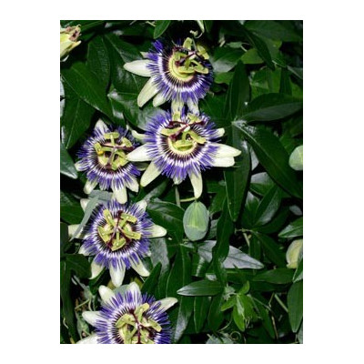PASSIFLORA caerulea 15 semen
