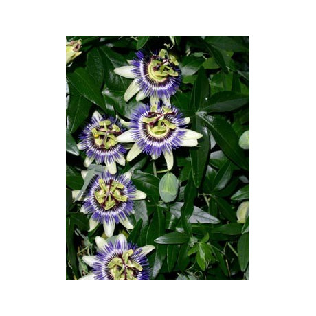 PASSIFLORA caerulea 15 semen
