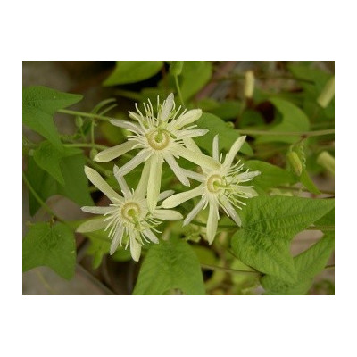 PASSIFLORA capsularis cv. vanilla cream 8 semen