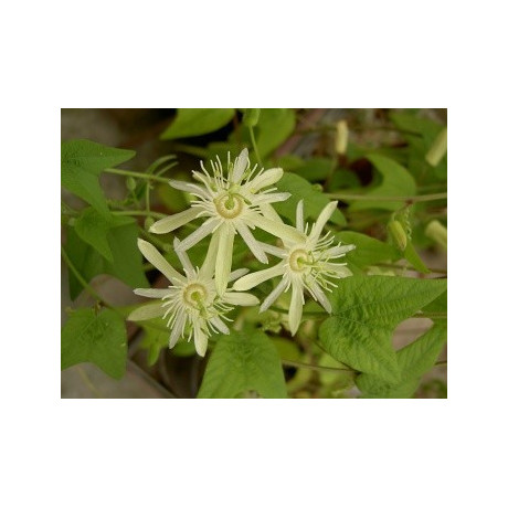 PASSIFLORA capsularis cv. vanilla cream 5 semen