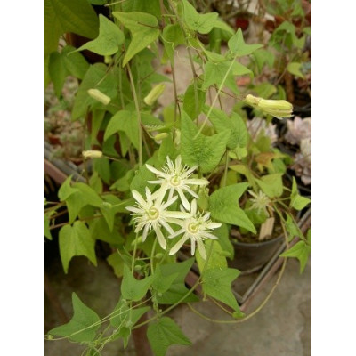 PASSIFLORA capsularis cv. vanilla cream 5 semen