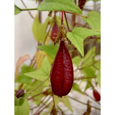 PASSIFLORA capsularis cv. vanilla cream 5 semen