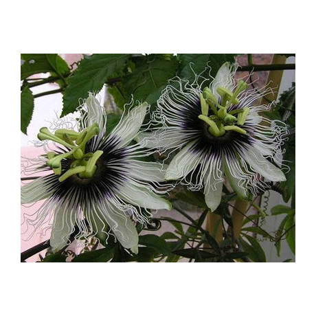 PASSIFLORA edulis f. flavicarpa 5 semen