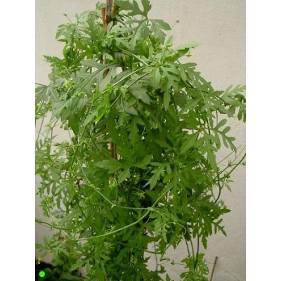 KEDROSTIS africana (Bryonia africana) 5 semen