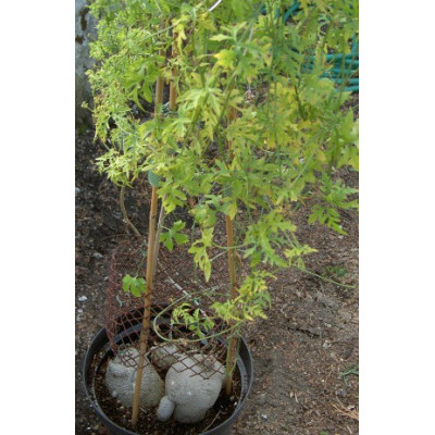 KEDROSTIS africana (Bryonia africana) 5 semen