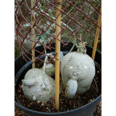 KEDROSTIS africana (Bryonia africana) 5 semen