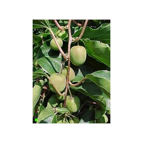 ACTINIDIA arguta Issai 8 semen