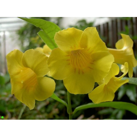 ALLAMANDA nerifolia 2 semena