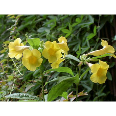 ALLAMANDA nerifolia 2 semena