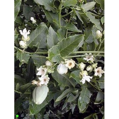 ARAUJIA  sericifera 8 semen