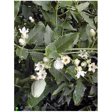 ARAUJIA  sericifera 8 semen