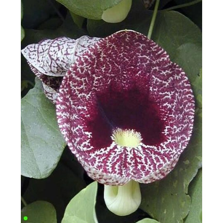 ARISTOLOCHIA elegans (littoralis) 8 semen