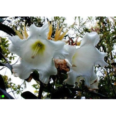 BEAUMONTIA grandiflora "Herald´s trumpet" 5 semen