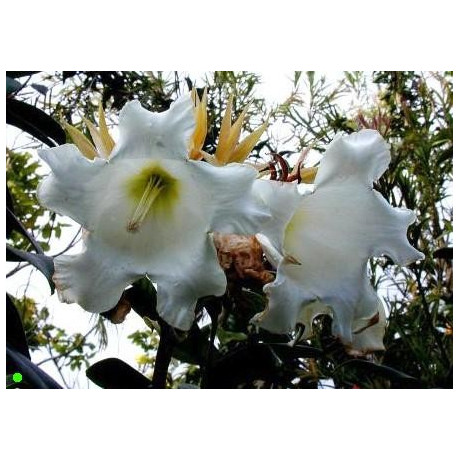 BEAUMONTIA grandiflora "Herald´s trumpet" 5 semen