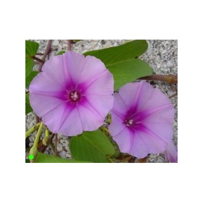 IPOMOEA pes-caprae "Beach Morning Glory" 3 semena