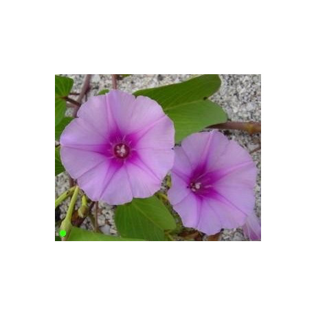 IPOMOEA pes-caprae "Beach Morning Glory" 3 semena