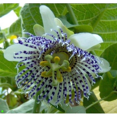 PASSIFLORA actinia 5 semen