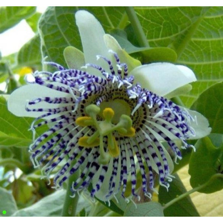 PASSIFLORA actinia 5 semen