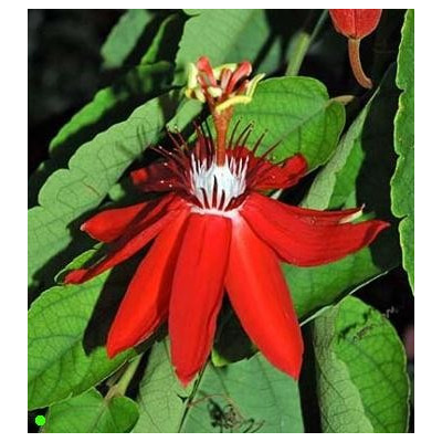 PASSIFLORA coccinea 5 semen