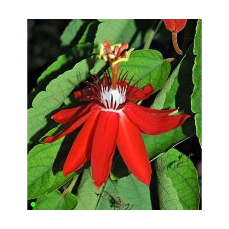 PASSIFLORA coccinea 5 semen