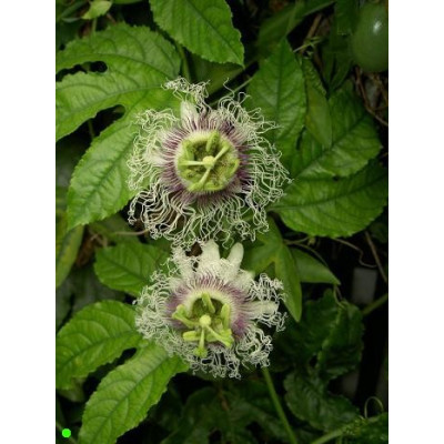 PASSIFLORA edulis 5 semen