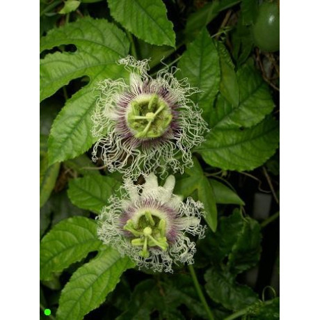PASSIFLORA edulis 5 semen