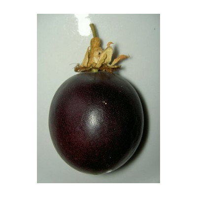 PASSIFLORA edulis 5 semen