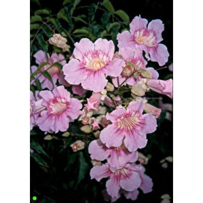 PODRANEA ricasoliana 10 semen