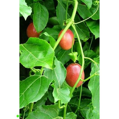 PASSIFLORA edulis Panama Red 7 semen