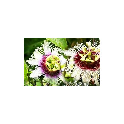 PASSIFLORA edulis Panama Red 7 semen