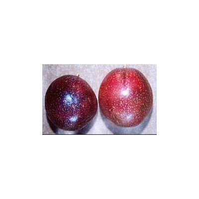 PASSIFLORA edulis Panama Red 7 semen