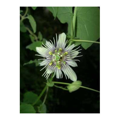 PASSIFLORA warmingii 5 semen