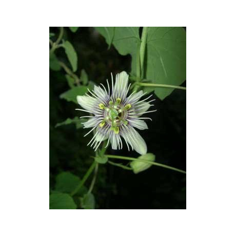 PASSIFLORA warmingii 5 semen