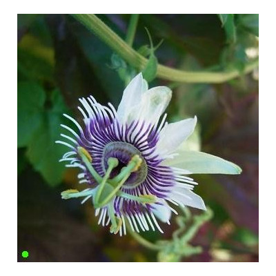 PASSIFLORA morifolia 5 semen