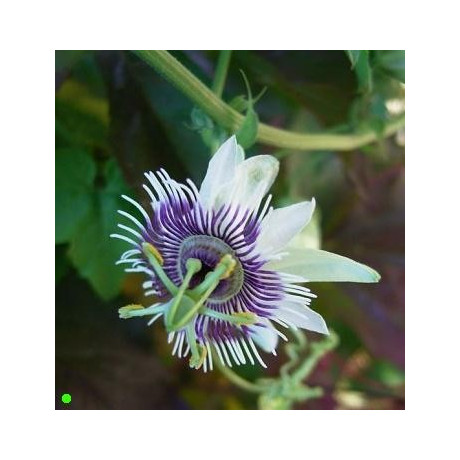 PASSIFLORA morifolia 5 semen