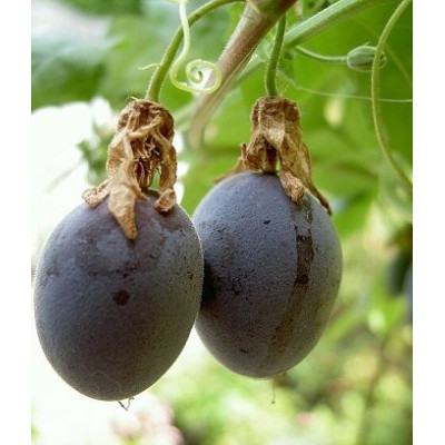 PASSIFLORA morifolia 5 semen