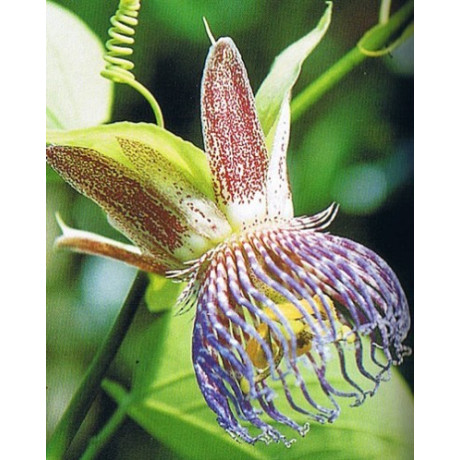 PASSIFLORA maliformis 5 semen