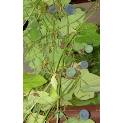 PASSIFLORA warmingii 5 semen