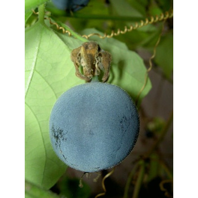 PASSIFLORA warmingii 5 semen