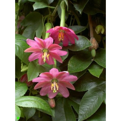 PASSIFLORA mollisima "Banana Passionfruit" 5 semen